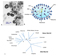 Viruses 04 02317 g001 200
