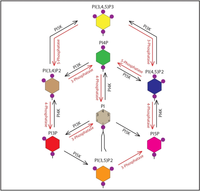 Viruses 04 02340 g001 200