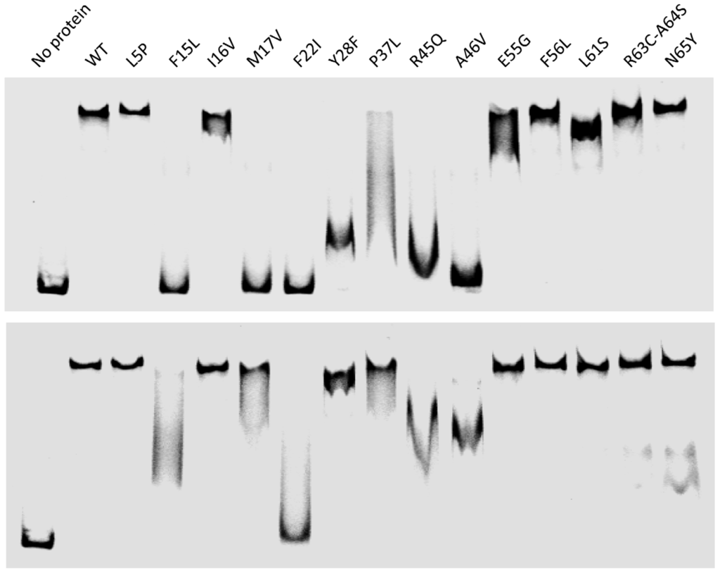 Viruses 04 02417 g003 1024