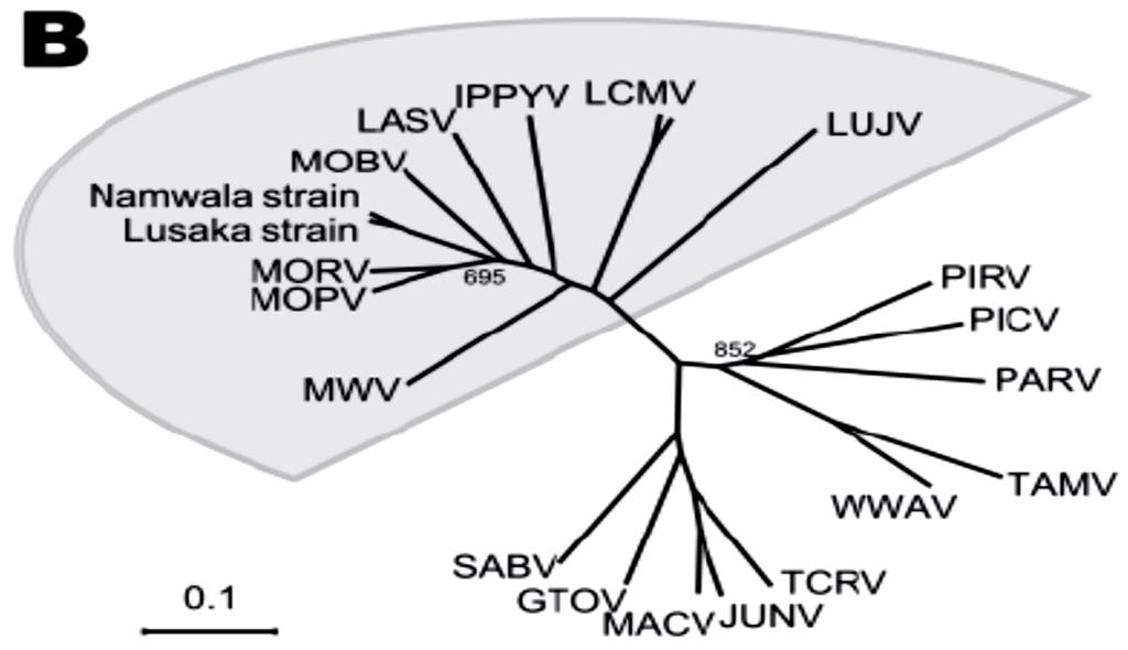 Viruses 04 02514 g001b 1024