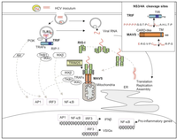 Viruses 04 02598 g007 200
