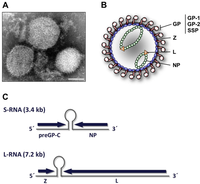 Viruses 04 02973 g002 200
