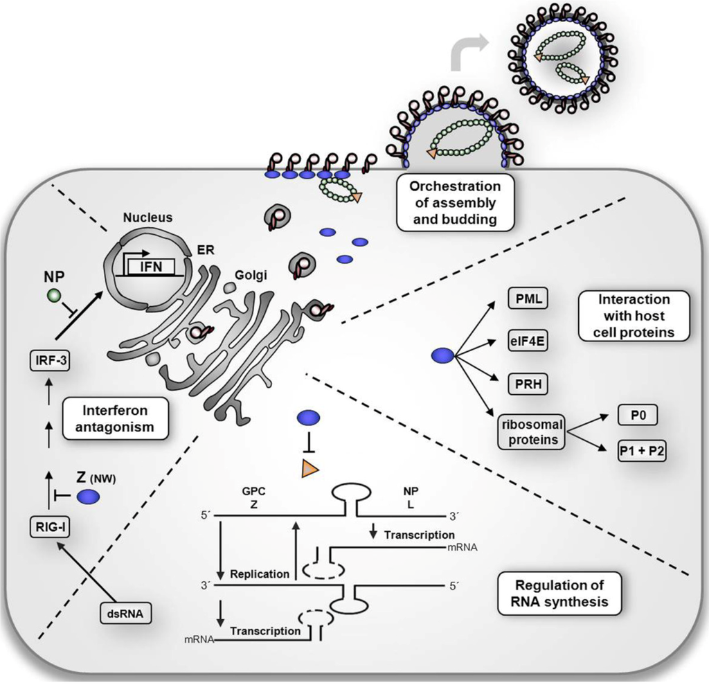 Viruses | Free Full-Text | Multifunctional Nature of the Arenavirus RING Finger Protein Z