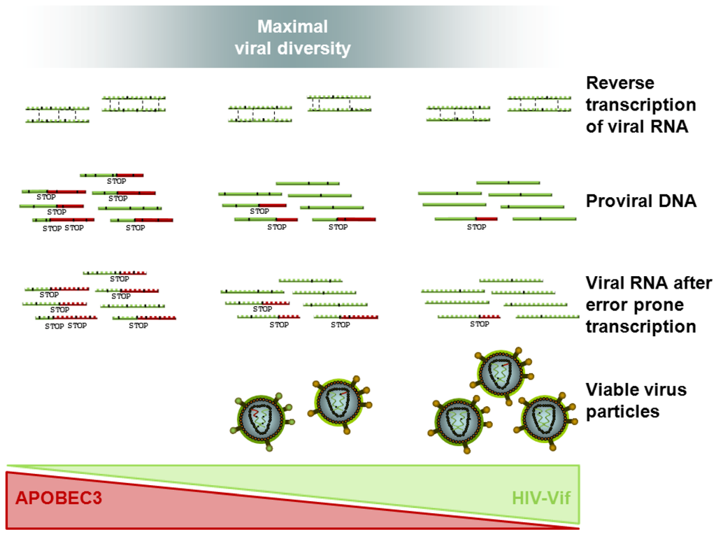 Viruses 04 03132 g003 1024
