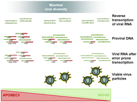 Viruses 04 03132 g003 200