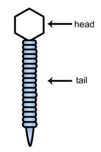Viruses 04 03162 g001 200