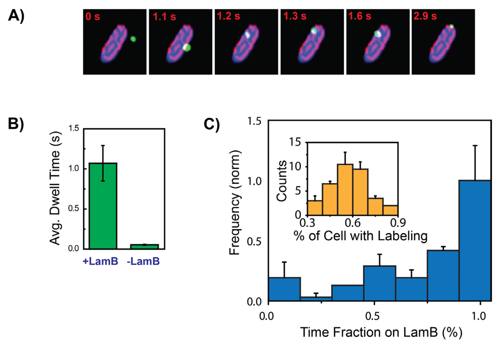 Viruses 04 03162 g005