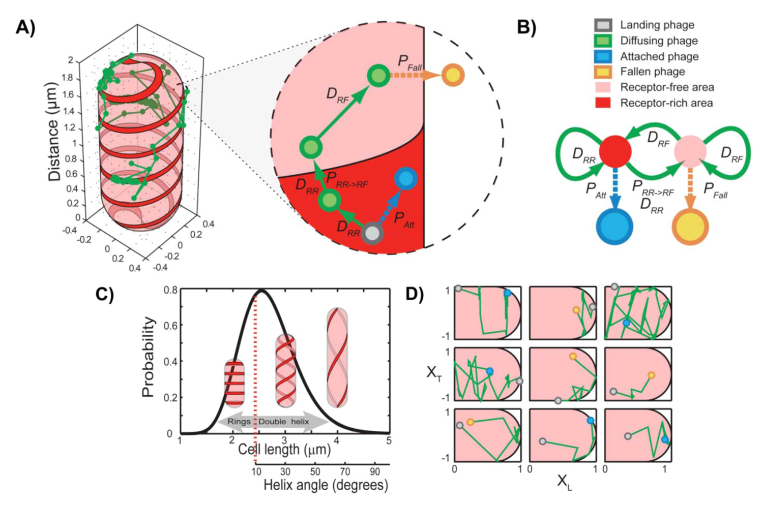 Viruses 04 03162 g006