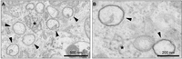 Viruses 04 03245 g002 200