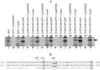 Viruses 04 03303 g005 200