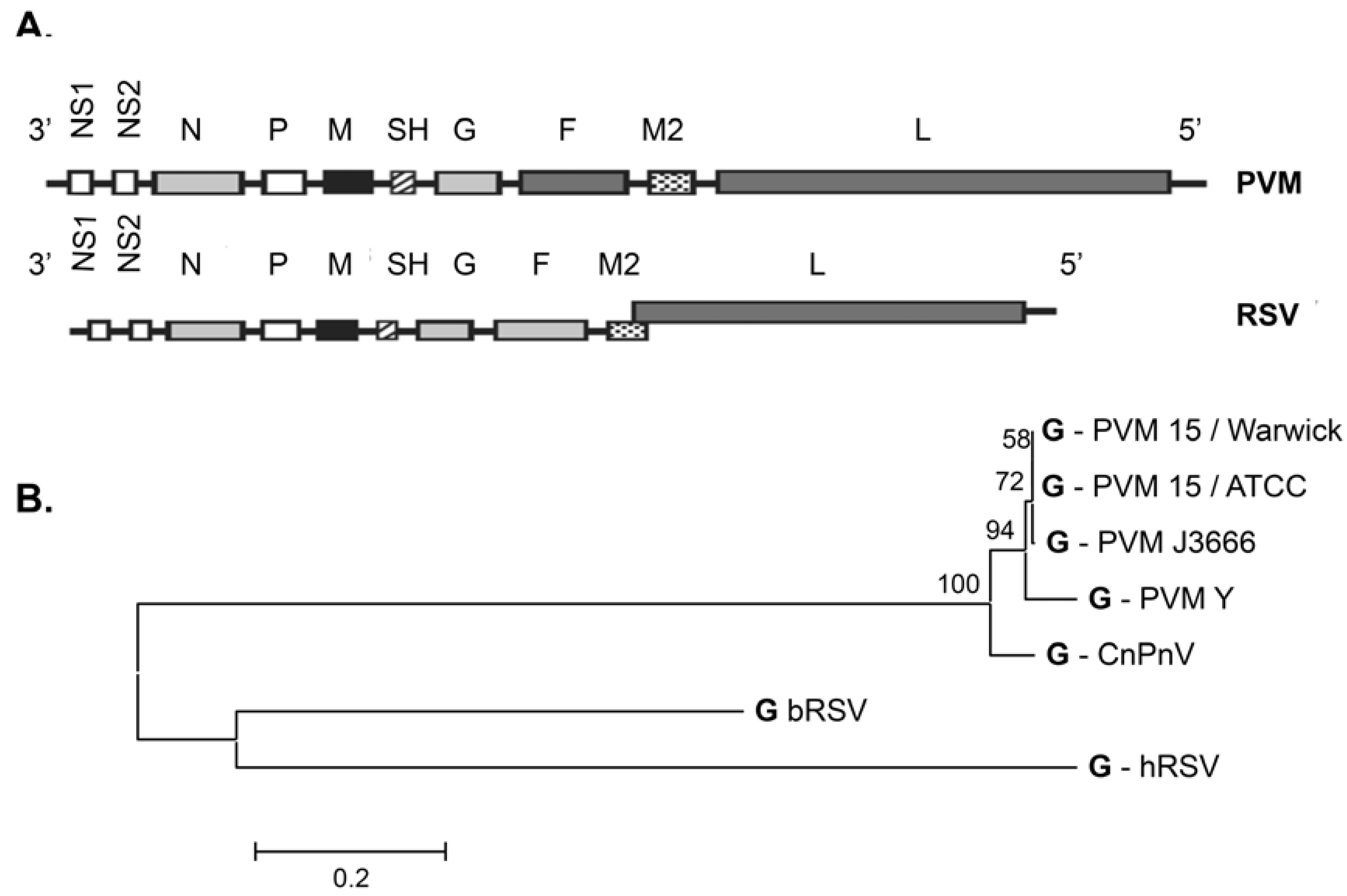Viruses 04 03494 g001