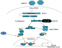 Viruses 04 03551 g003 200