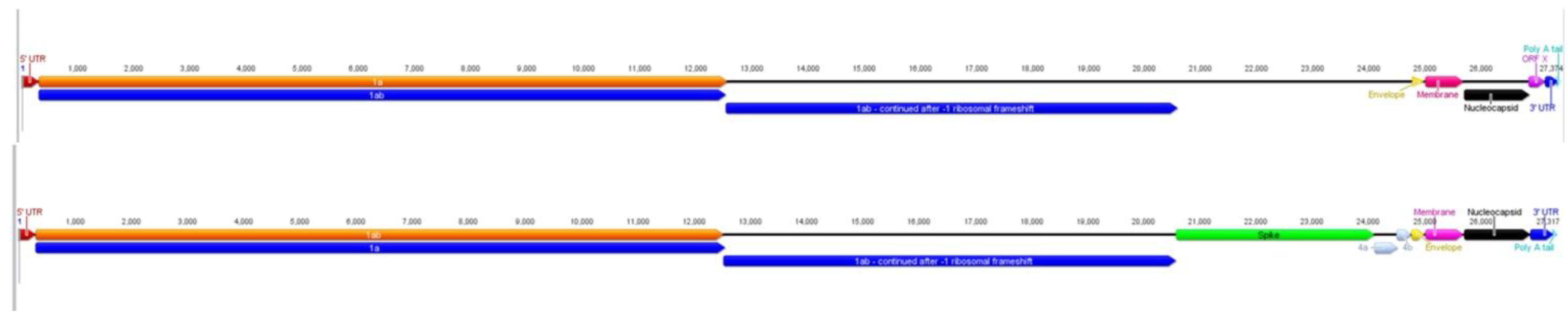 Viruses | Free Full-Text | Identification and Characterization of a Novel Alpaca ...4174 x 846