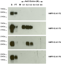 Viruses 04 03785 g005 200