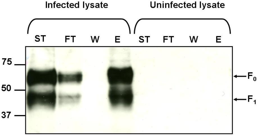 Viruses 04 03785 g006 1024