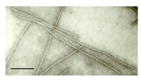 Viruses 04 03804 g001 200