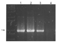 Viruses 04 03804 g003 200