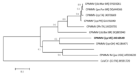 Viruses 04 03804 g004 200