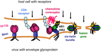 Viruses 04 03859 g001 200