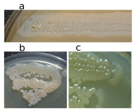 Viruses 05 00015 g003 200