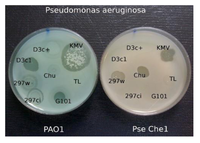 Viruses 05 00015 g005 200