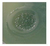 Viruses 05 00015 g008 200