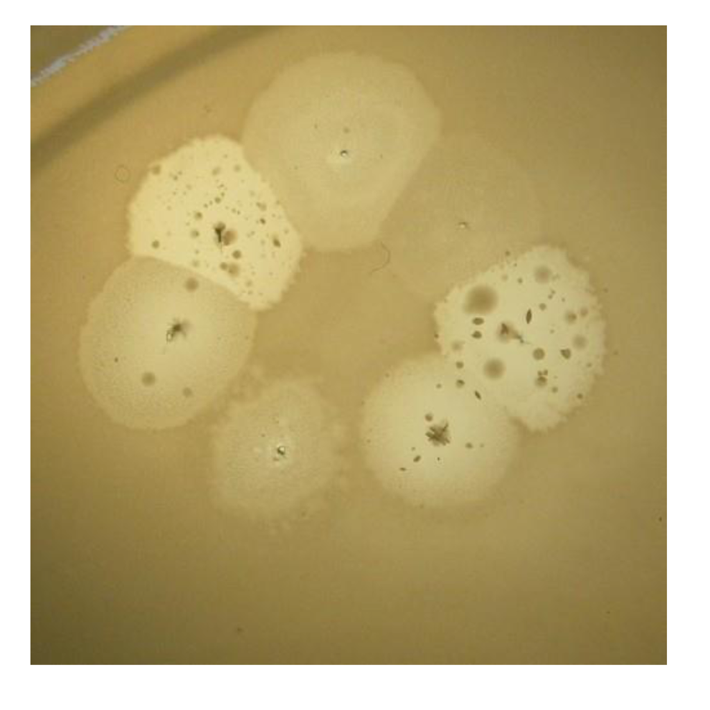 Viruses 05 00015 g010 1024