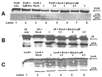 Viruses 05 00111 g008 200