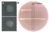 Viruses 05 00150 g003 200