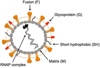 Viruses 05 00192 g001 200