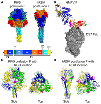 Viruses 05 00192 g003 200