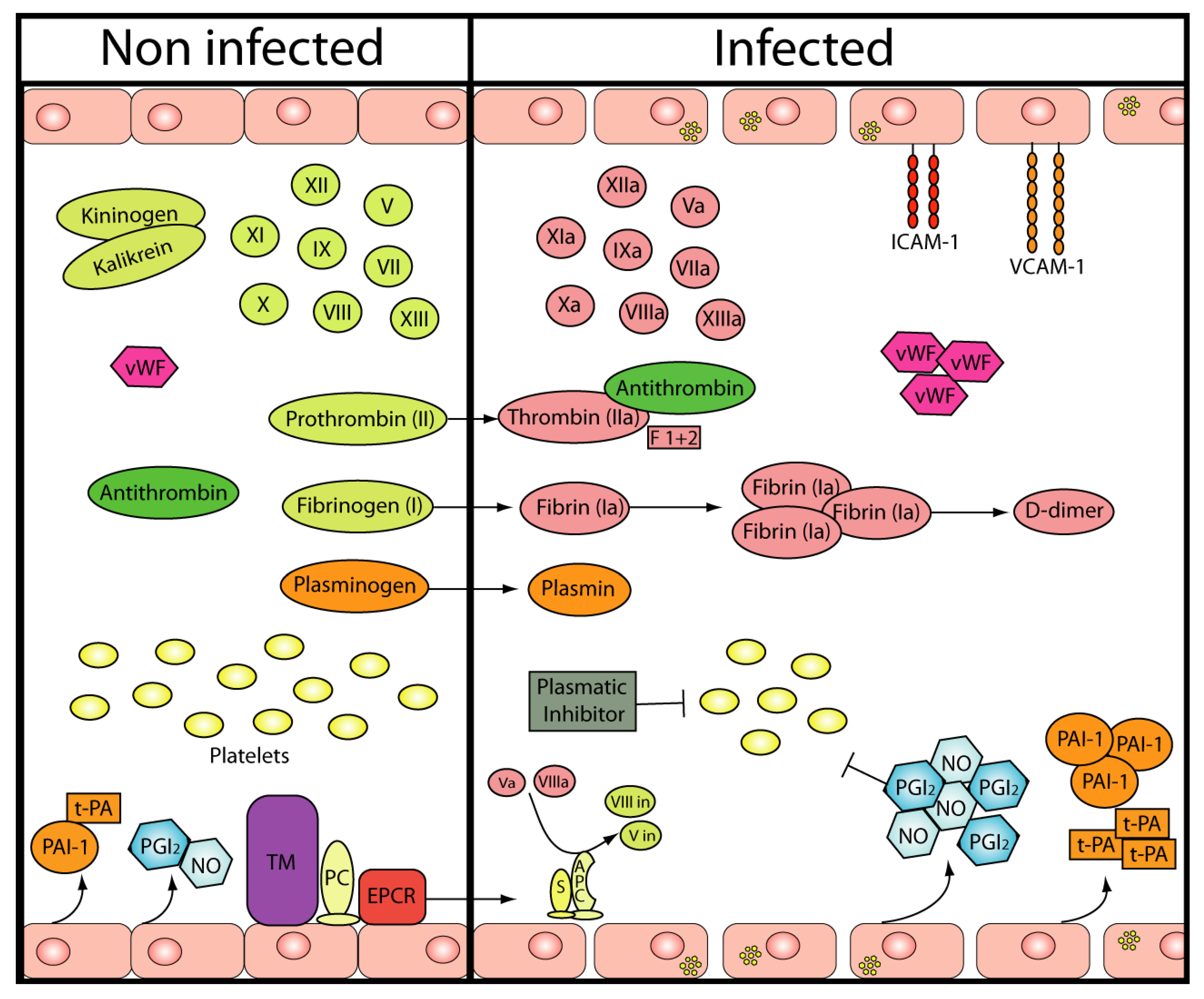 download molecular and cellular