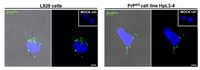 Viruses 05 00374 g003 200