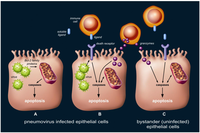 Viruses 05 00406 g003 200