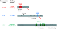Viruses 05 00528 g003 200