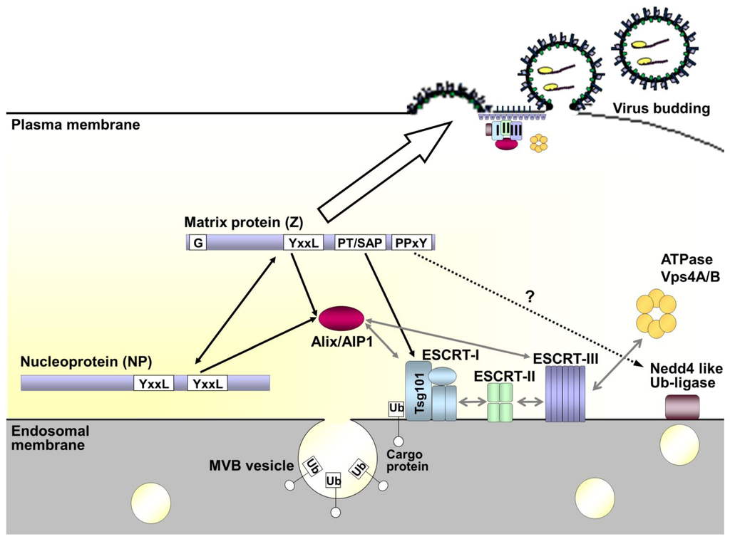 Viruses 05 00528 g006 1024