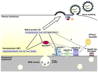 Viruses 05 00528 g006 200