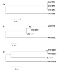 Viruses 05 00568 g004 200