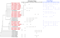 Viruses 05 00806 g002 200