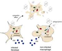 Viruses 05 00834 g001 200