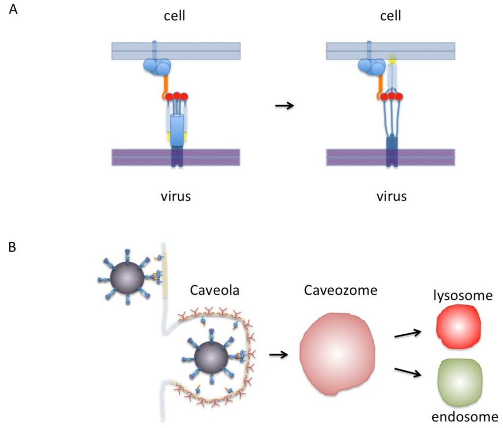 Viruses 05 00873 g001 1024