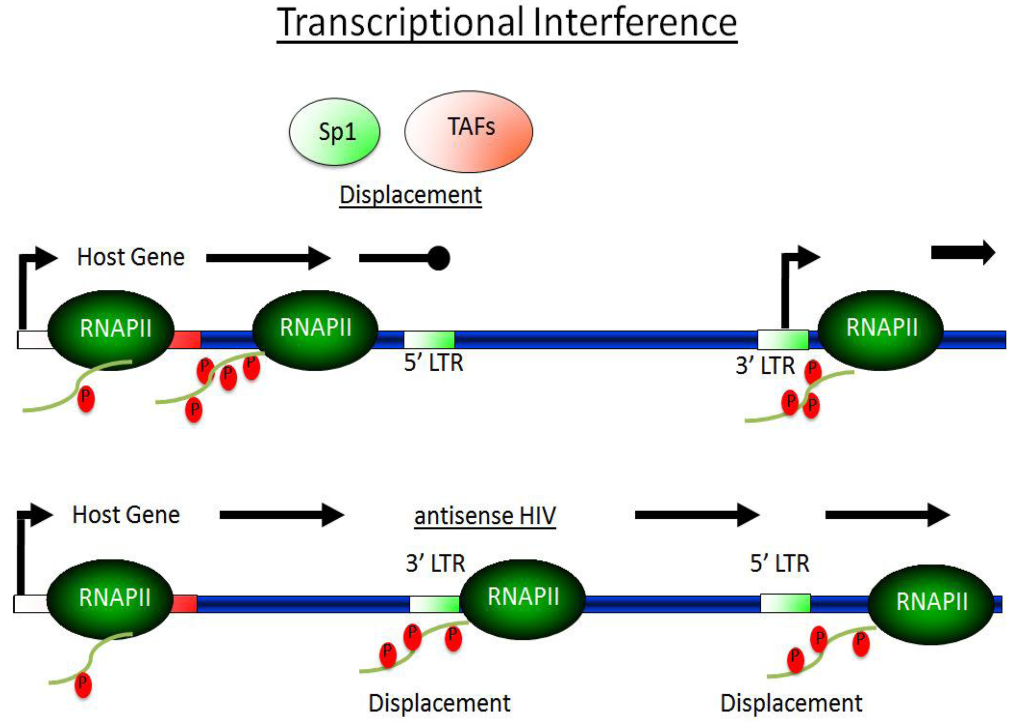 Viruses 05 00902 g002