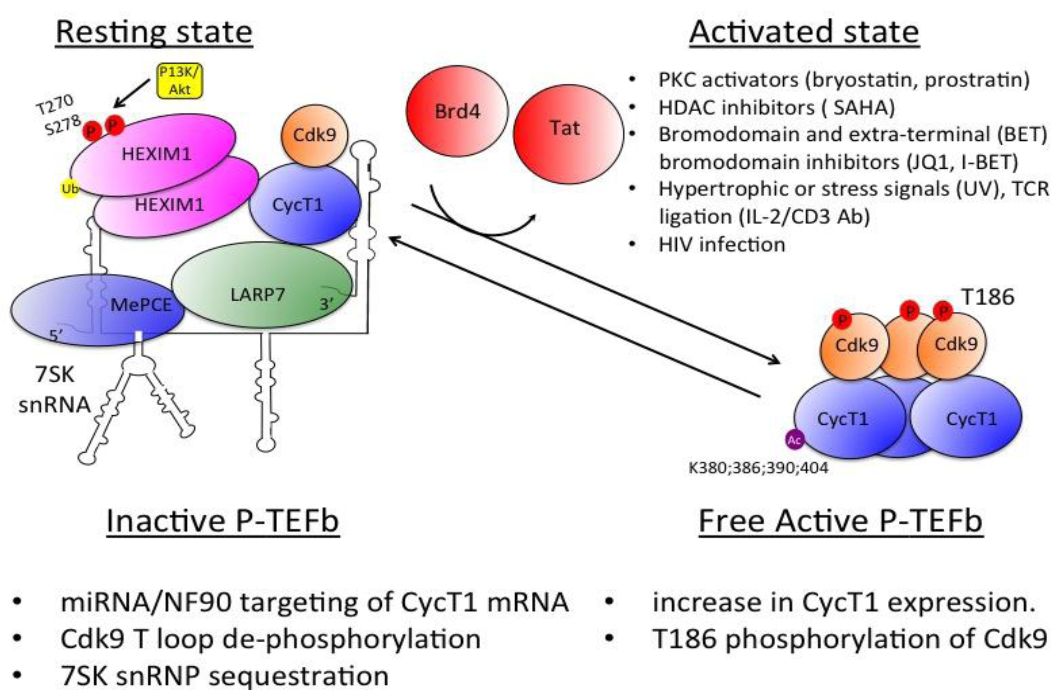 Viruses 05 00902 g003