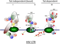 Viruses 05 00902 g004 200
