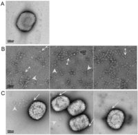Viruses 05 00928 g004 200