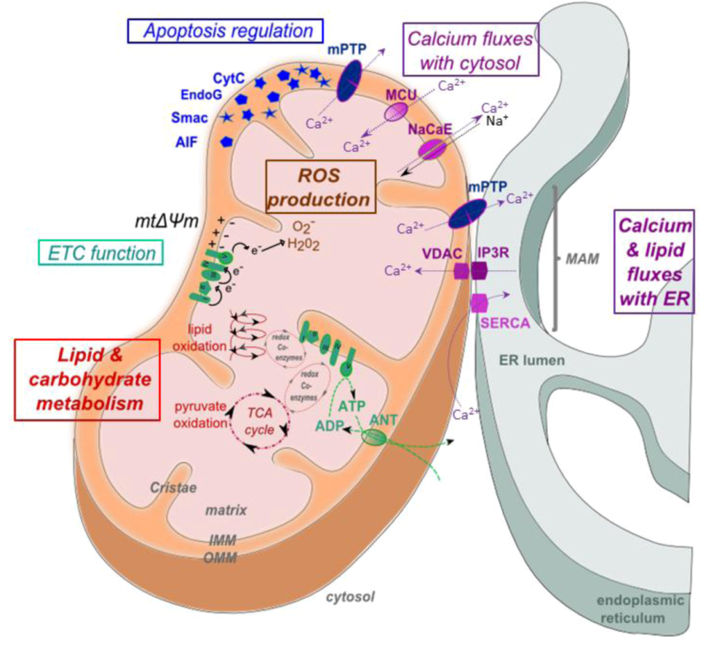 download nitric oxide