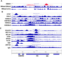 Viruses 05 01042 g004 200