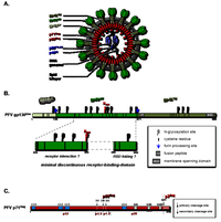 Viruses 05 01055 g001 200