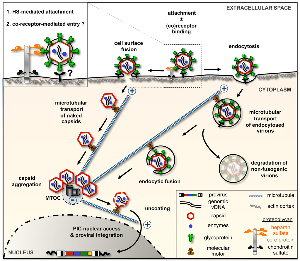 Viruses 05 01055 g002 1024