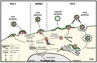 Viruses 05 01075 g001 200